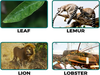 Snapshot Leaf Lemur Lion Lobster Image